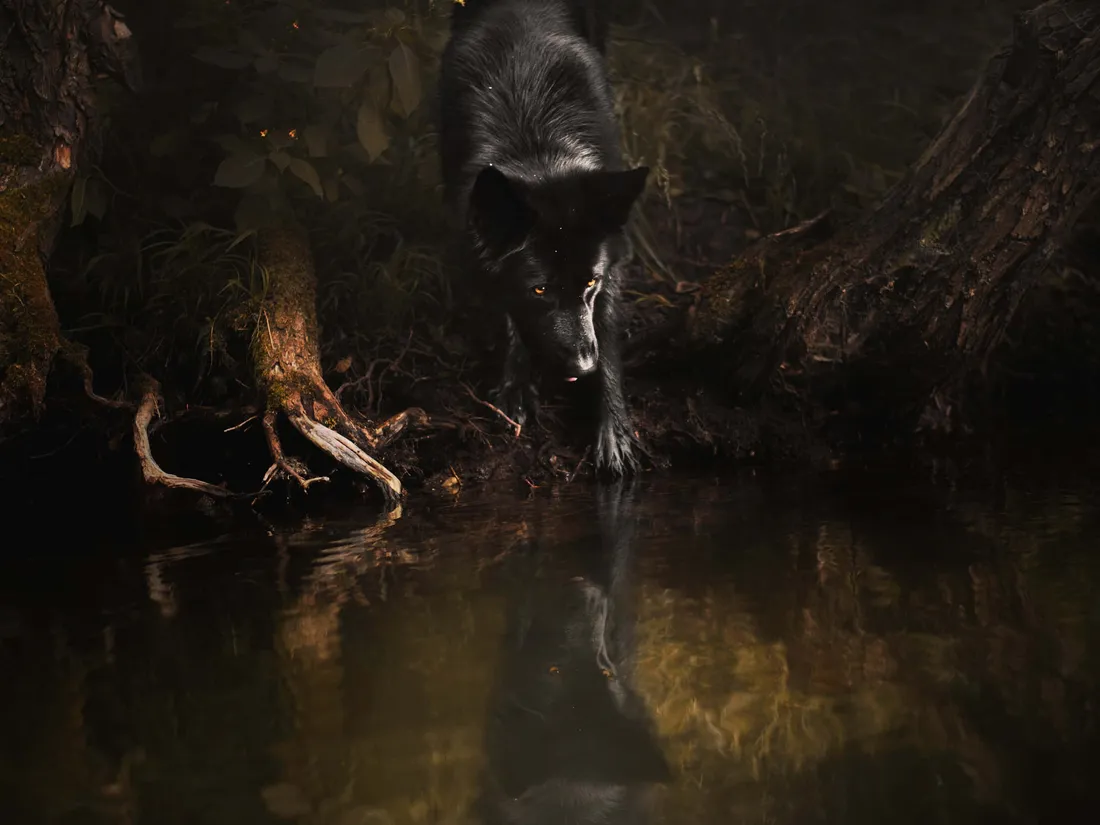 Wolf In Water