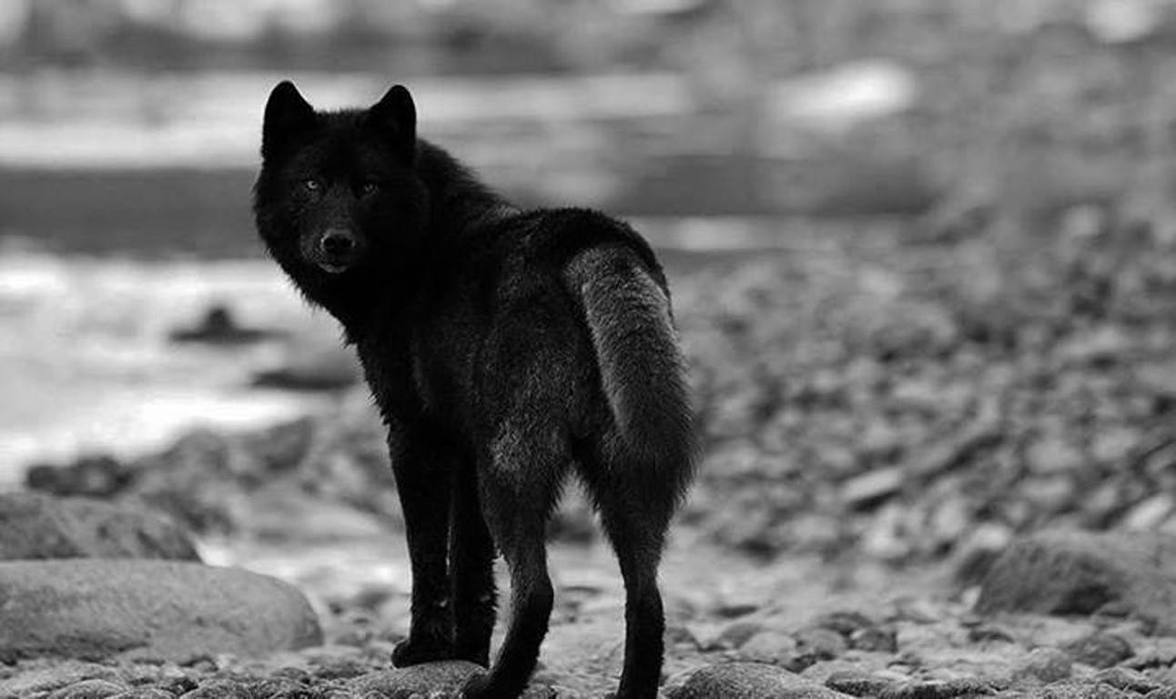 black wolf, river, rocky shore, HD Desktop Wallpaper