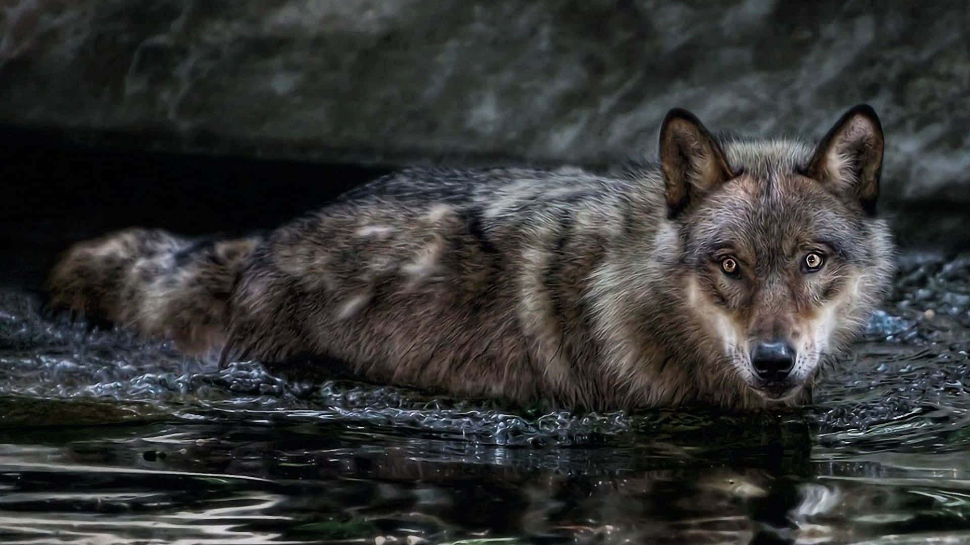 Wolf In Water, gray wolf, clear blue waters, Full HD Desktop Wallpaper