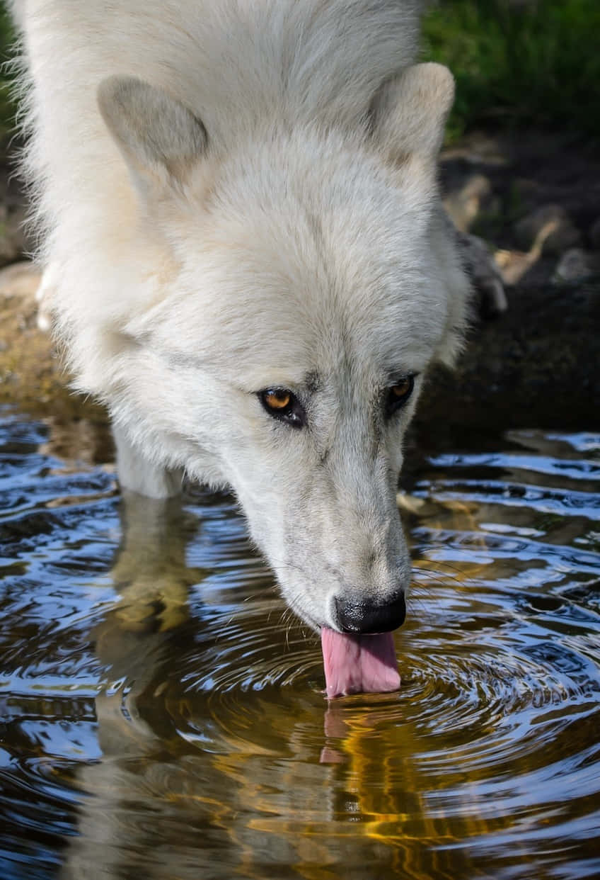 Wolf In Water, white wolf, amber eyes, SD Phone Wallpaper
