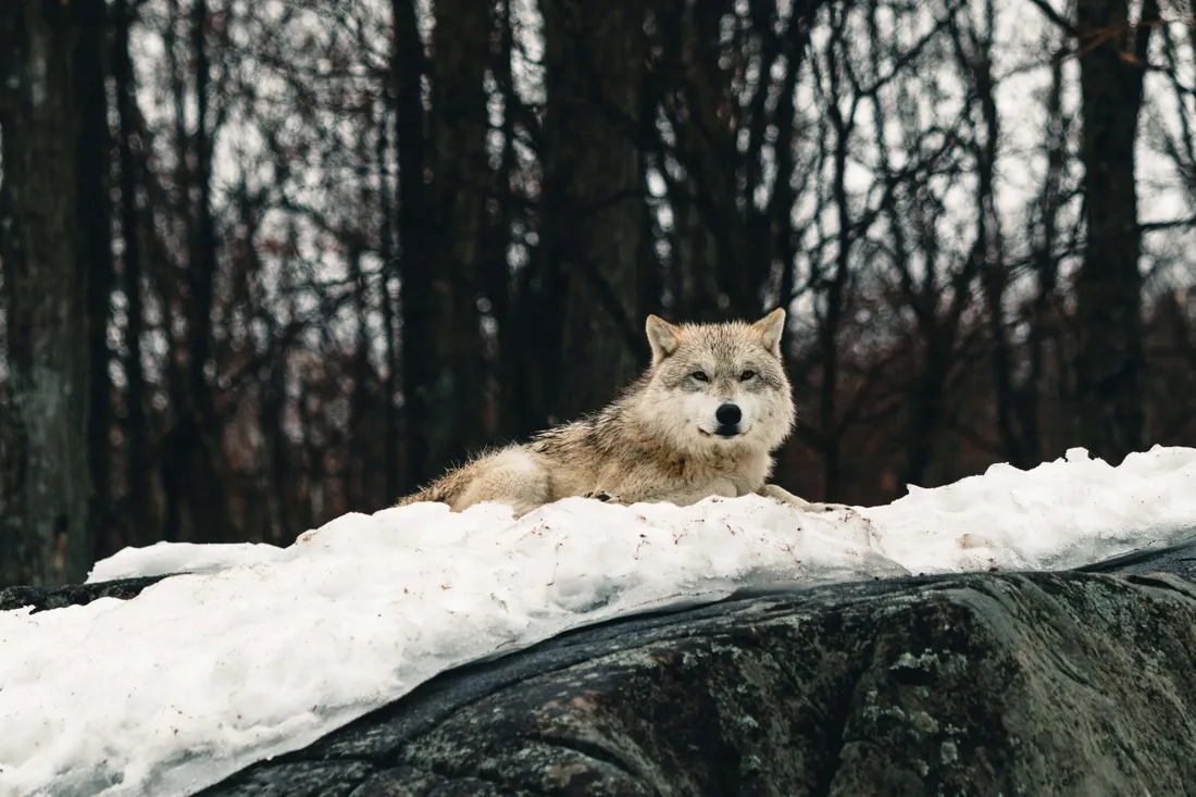 Wolf In Winter