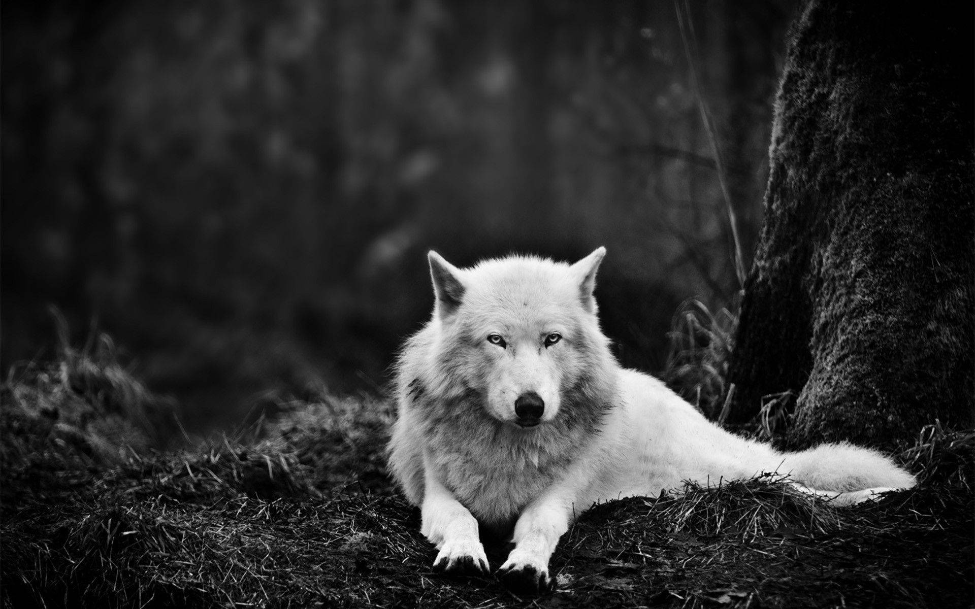 white wolf, snow, dark forest floor, Full HD Desktop Wallpaper