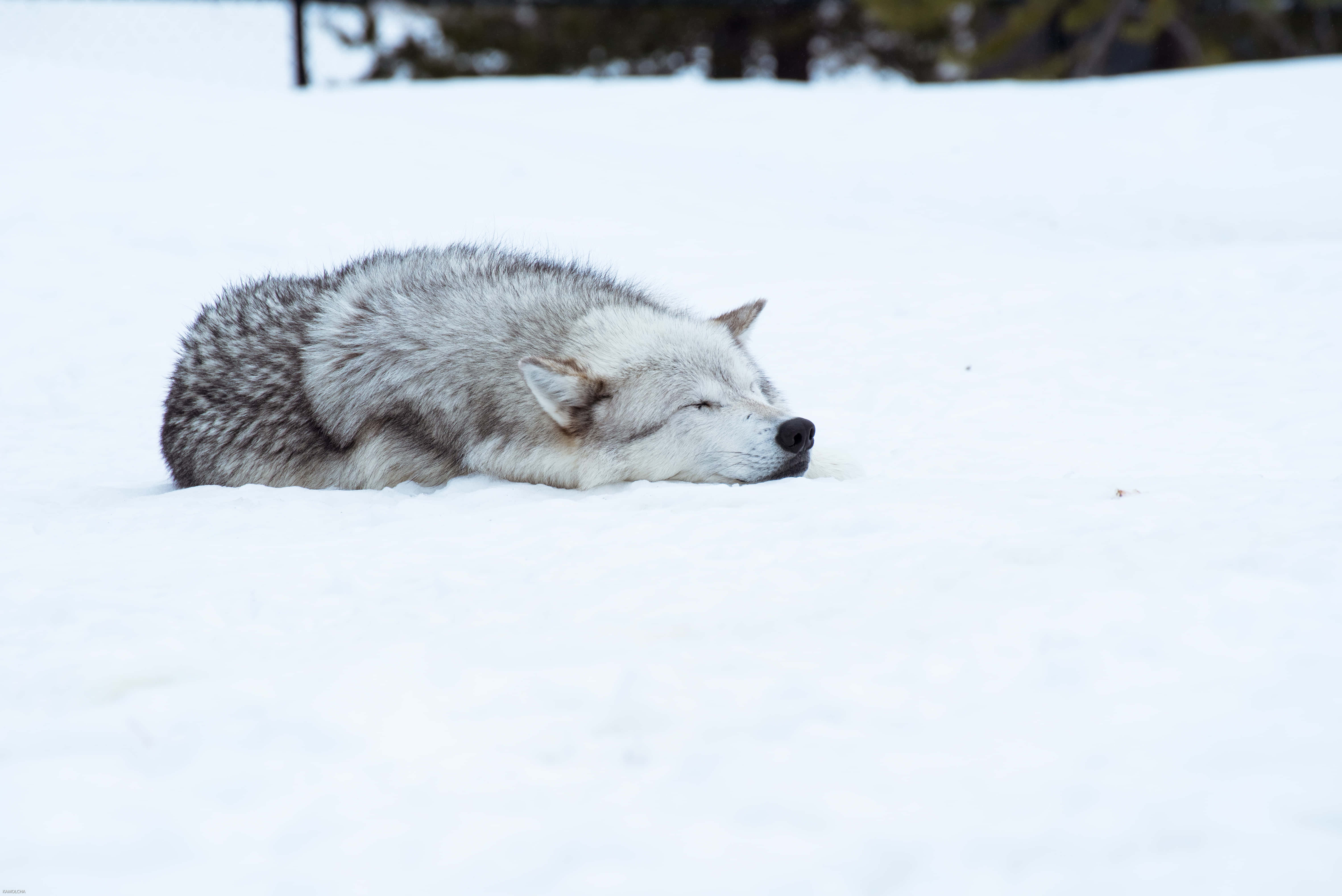 Wolf In Winter, gray wolf, snowy wilderness, 5K Desktop Wallpaper