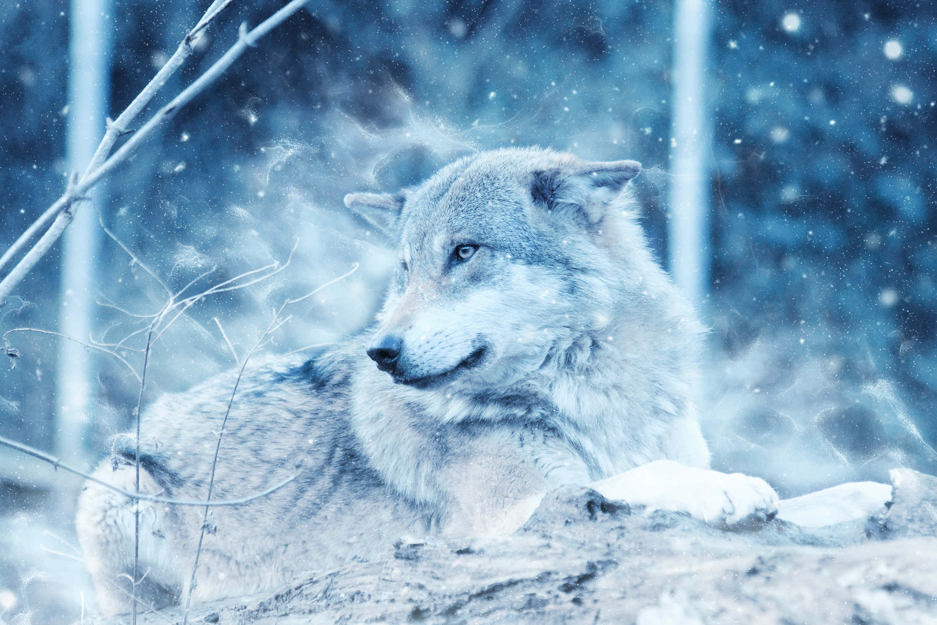 Wolf In Winter, snowy forest, frost, 2K Desktop Wallpaper