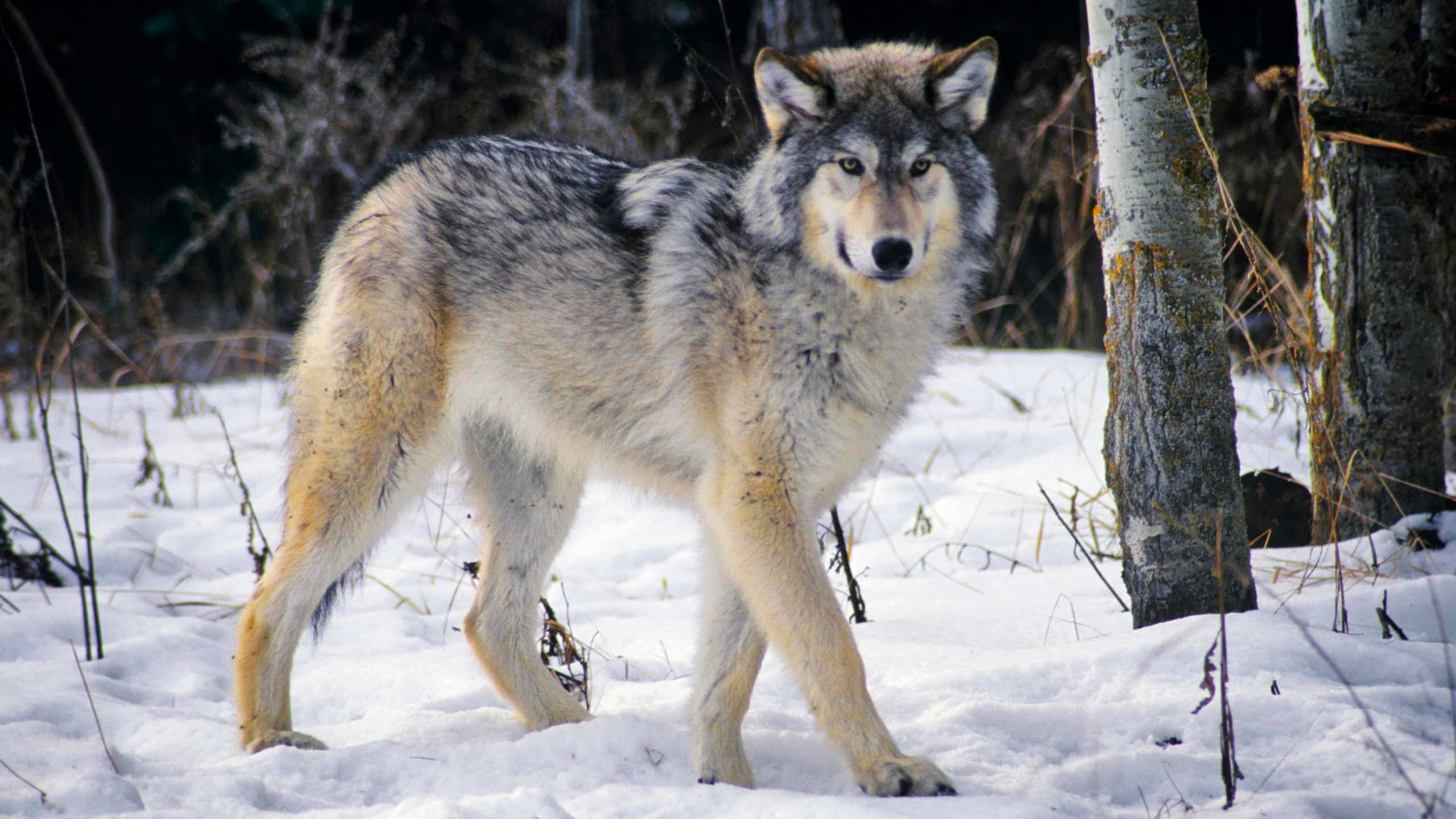 Wolf In Winter, gray wolf, snowy forest, 2K Desktop Wallpaper