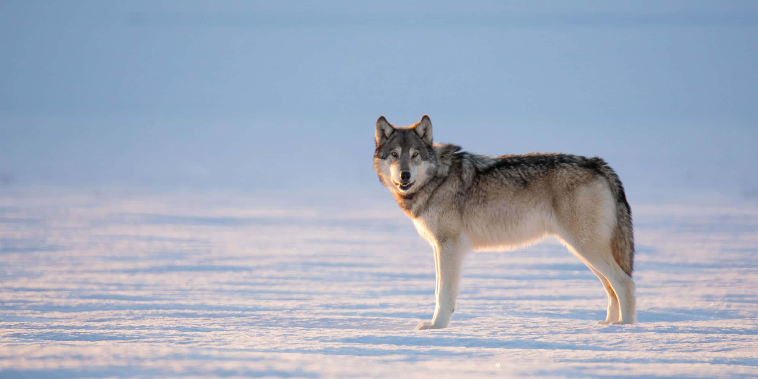 Wolf In Winter, gray wolf, snowy field, 2K Desktop Wallpaper