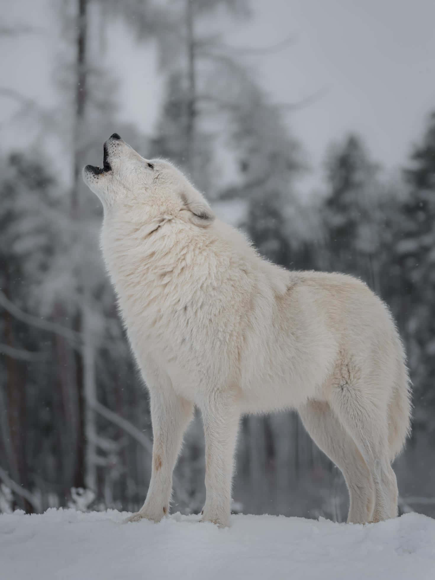 Wolf In Winter, white wolf, snowy forest, Full HD Phone Wallpaper