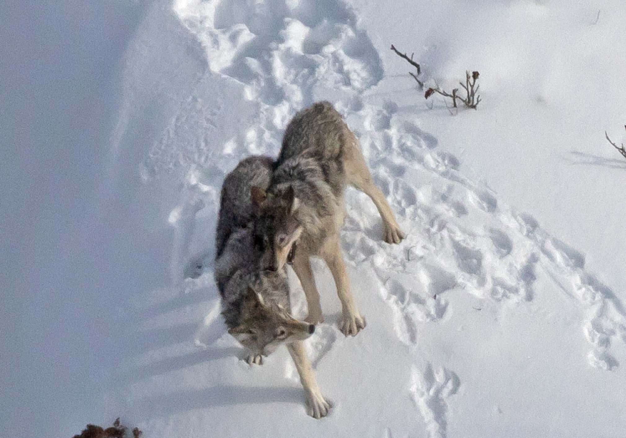 Wolf In Winter 2020, winter wolf, deep snow, Full HD Desktop Wallpaper