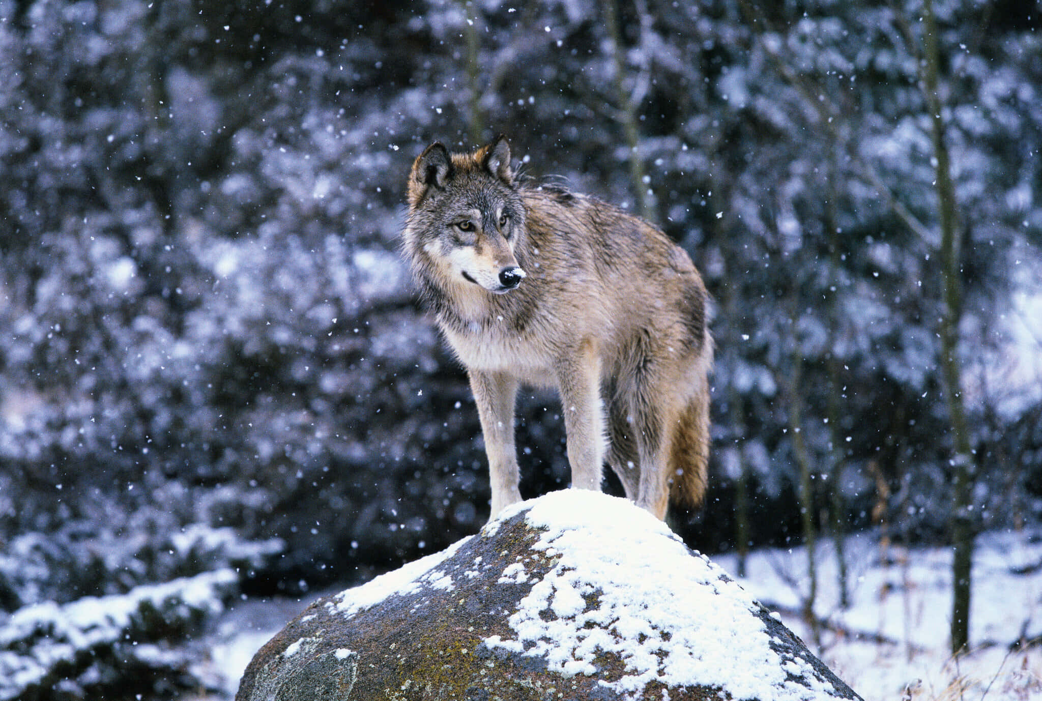 Wolf In Winter, snowy winter landscape, snow-dusted rock, Full HD Desktop Wallpaper