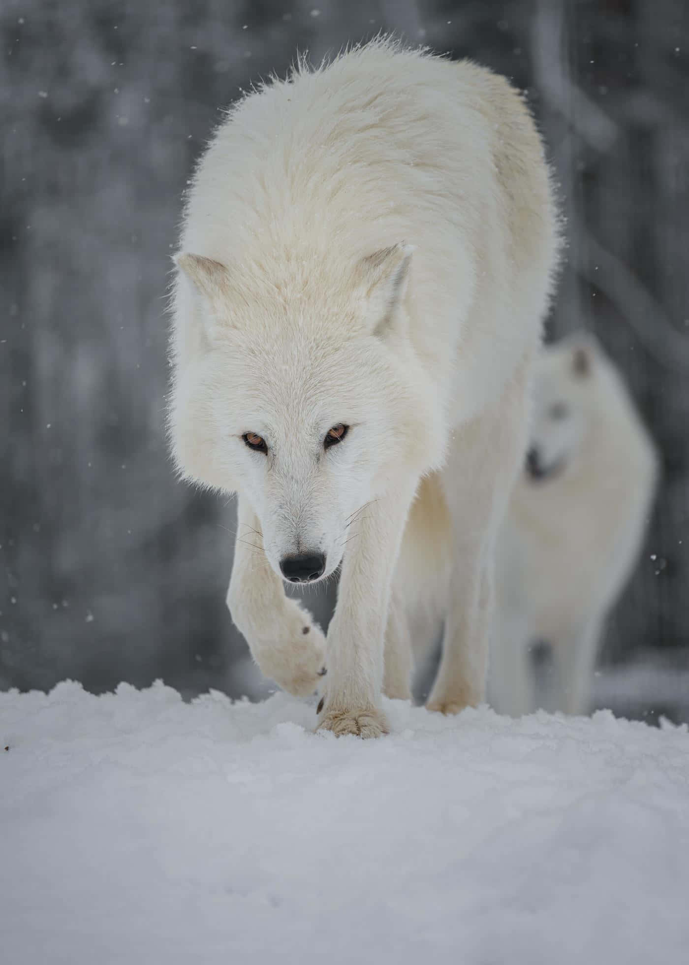 Wolf In Winter, white wolf, deep snow, Full HD Phone Wallpaper