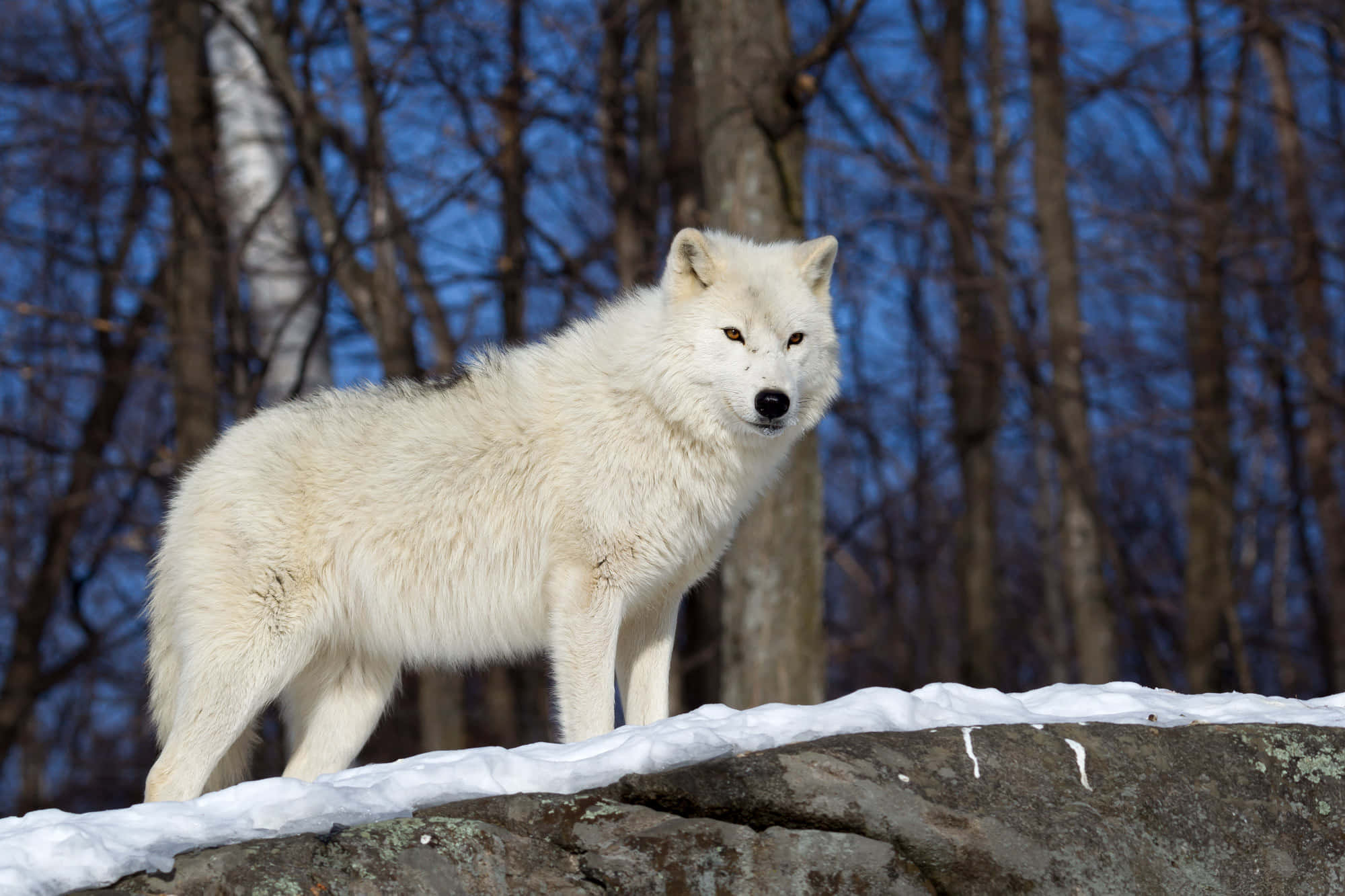 Wolf In Winter, white wolf, snow-dusted rock, Full HD Desktop Wallpaper