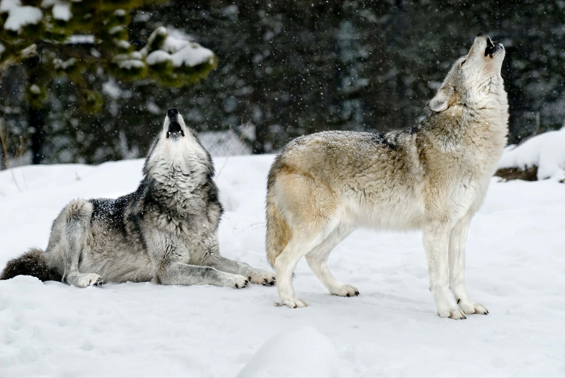 Wolf In Winter, snowy forest, snowflakes, Full HD Desktop Wallpaper