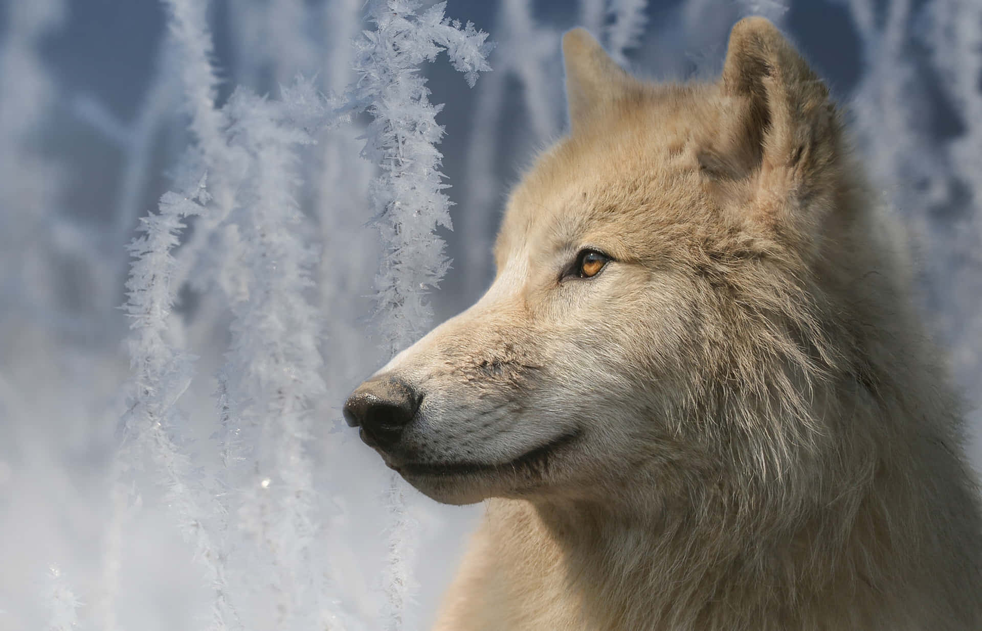 Wolf In Winter, white wolf, frost-covered branches, Full HD Desktop Wallpaper
