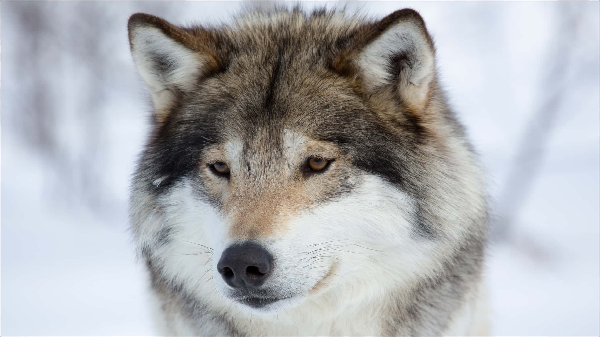 Winter Wolf Portrait, gray wolf, amber eyes, Full HD Desktop Wallpaper