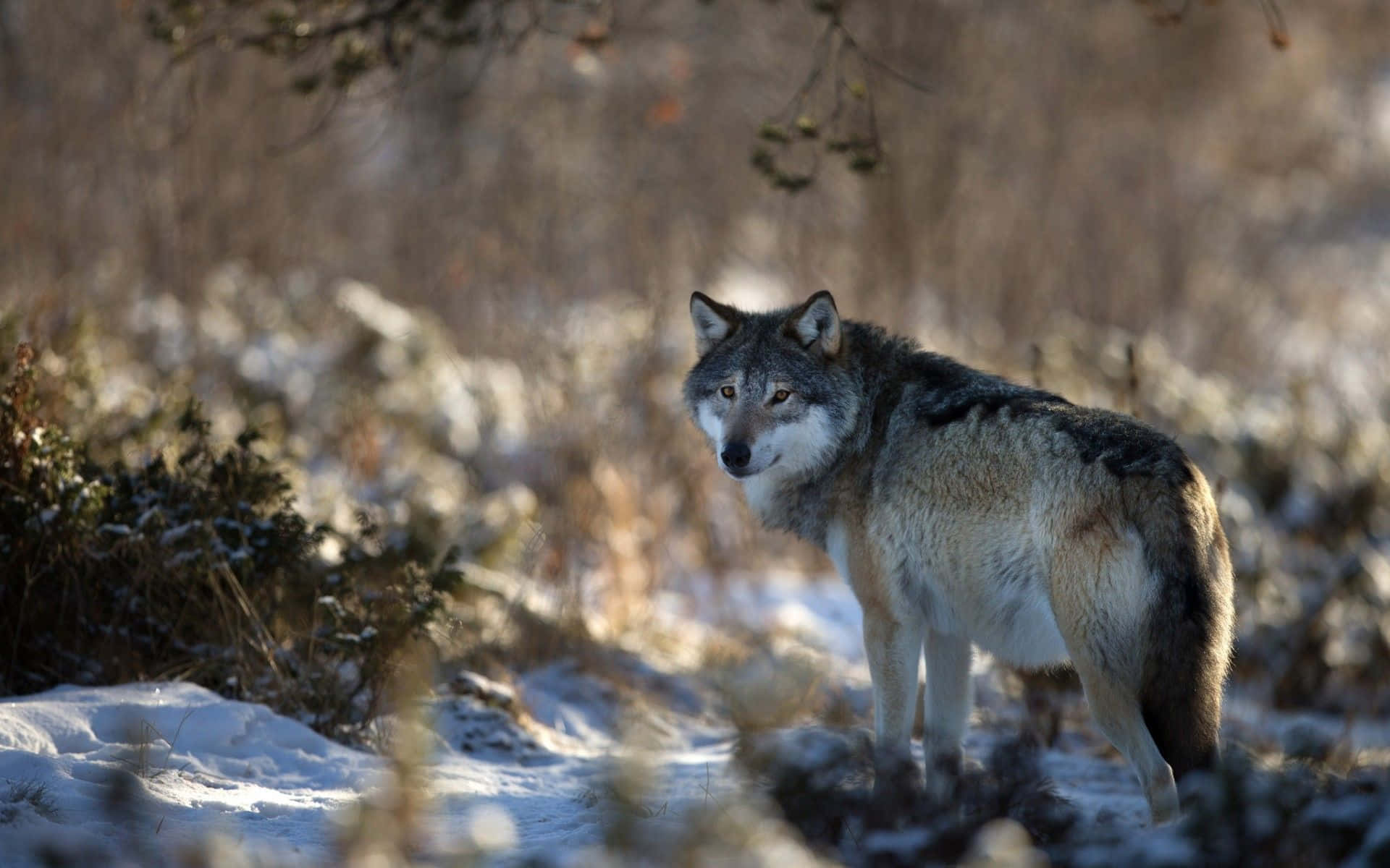 Wolf In Winter, snowy winter landscape, golden sunlight, Full HD Desktop Wallpaper