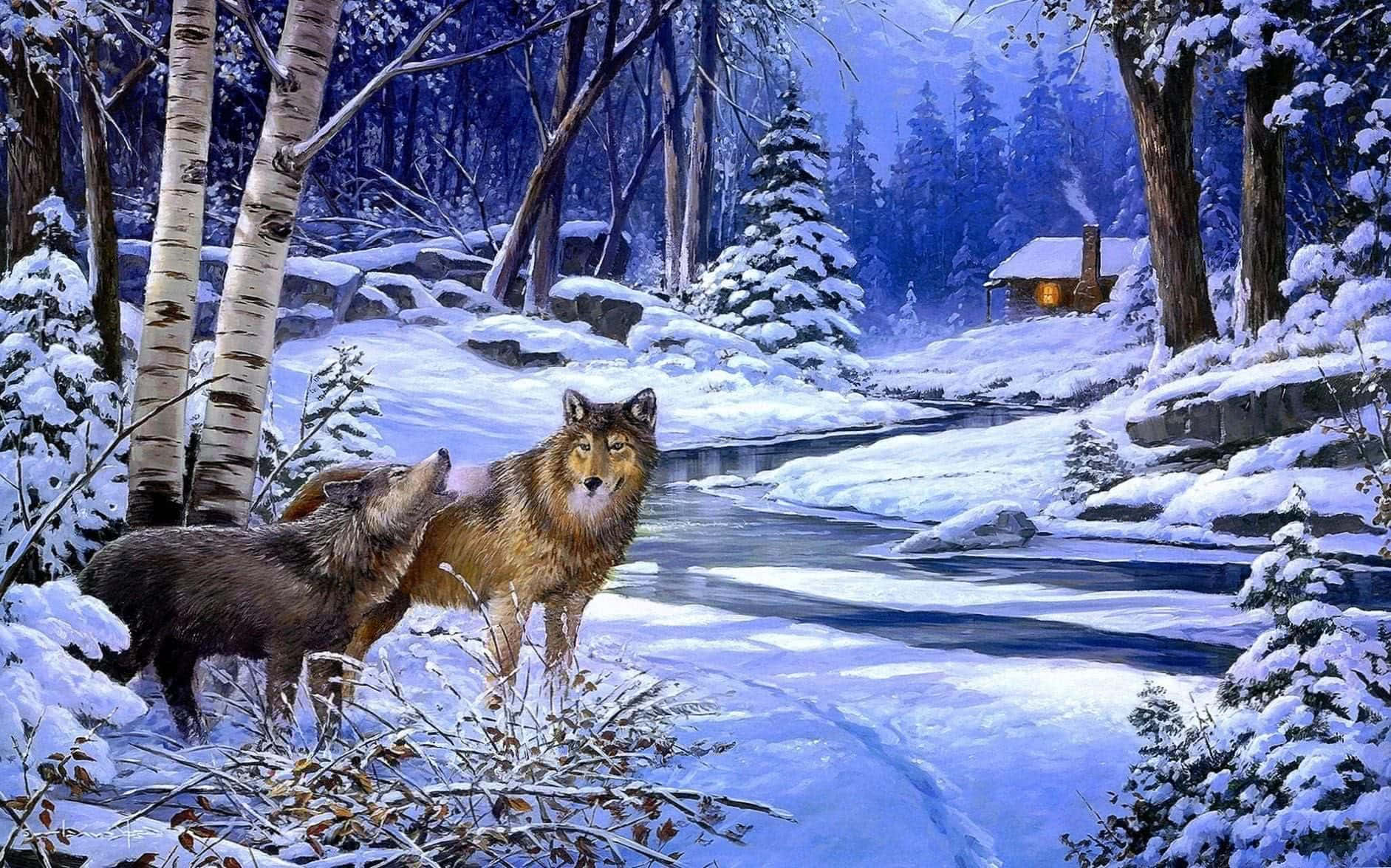 Wolf In Winter, snowy forest, river, HD Desktop Wallpaper
