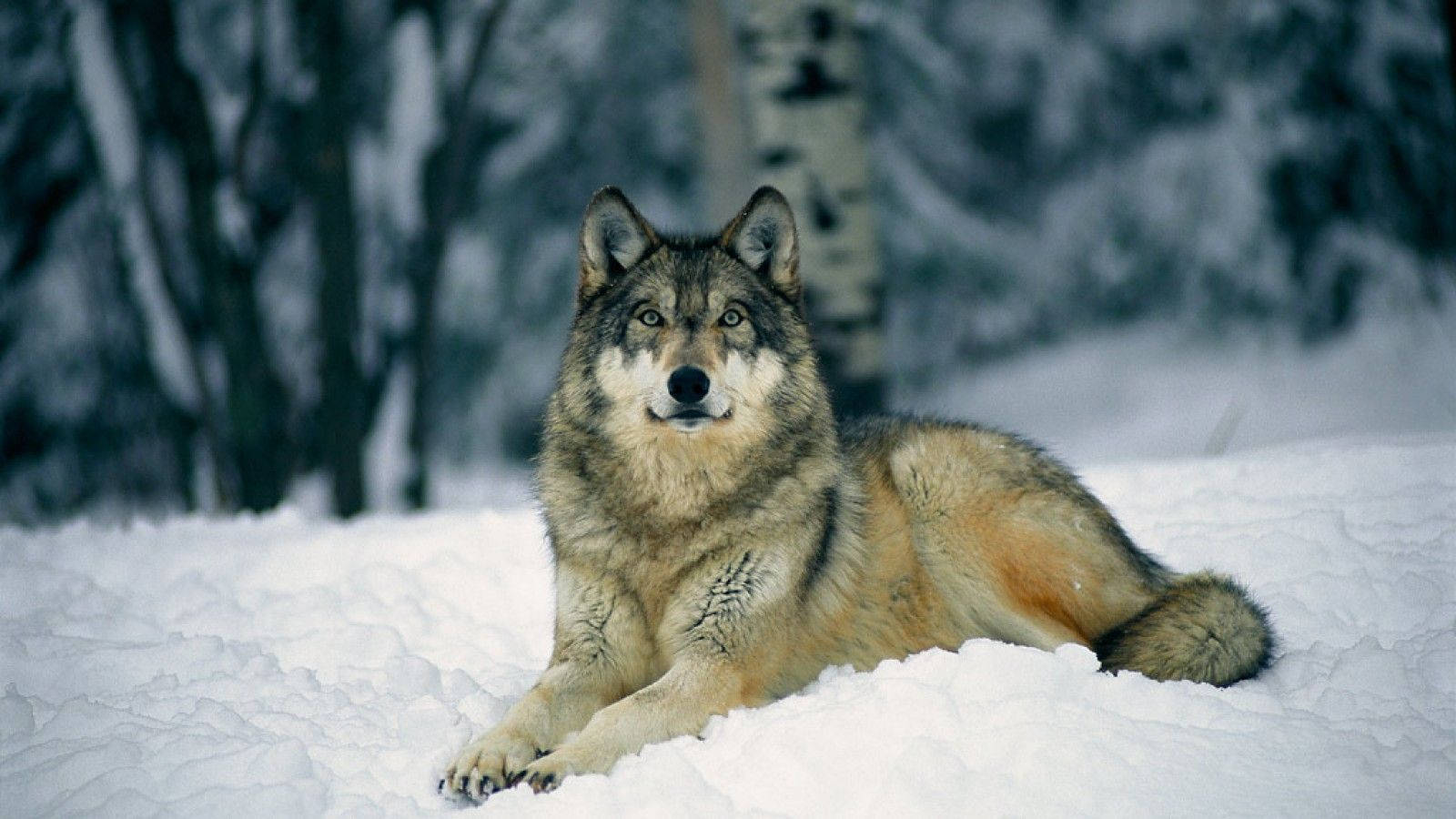 wolf, pristine snow, birch trees, HD Desktop Wallpaper