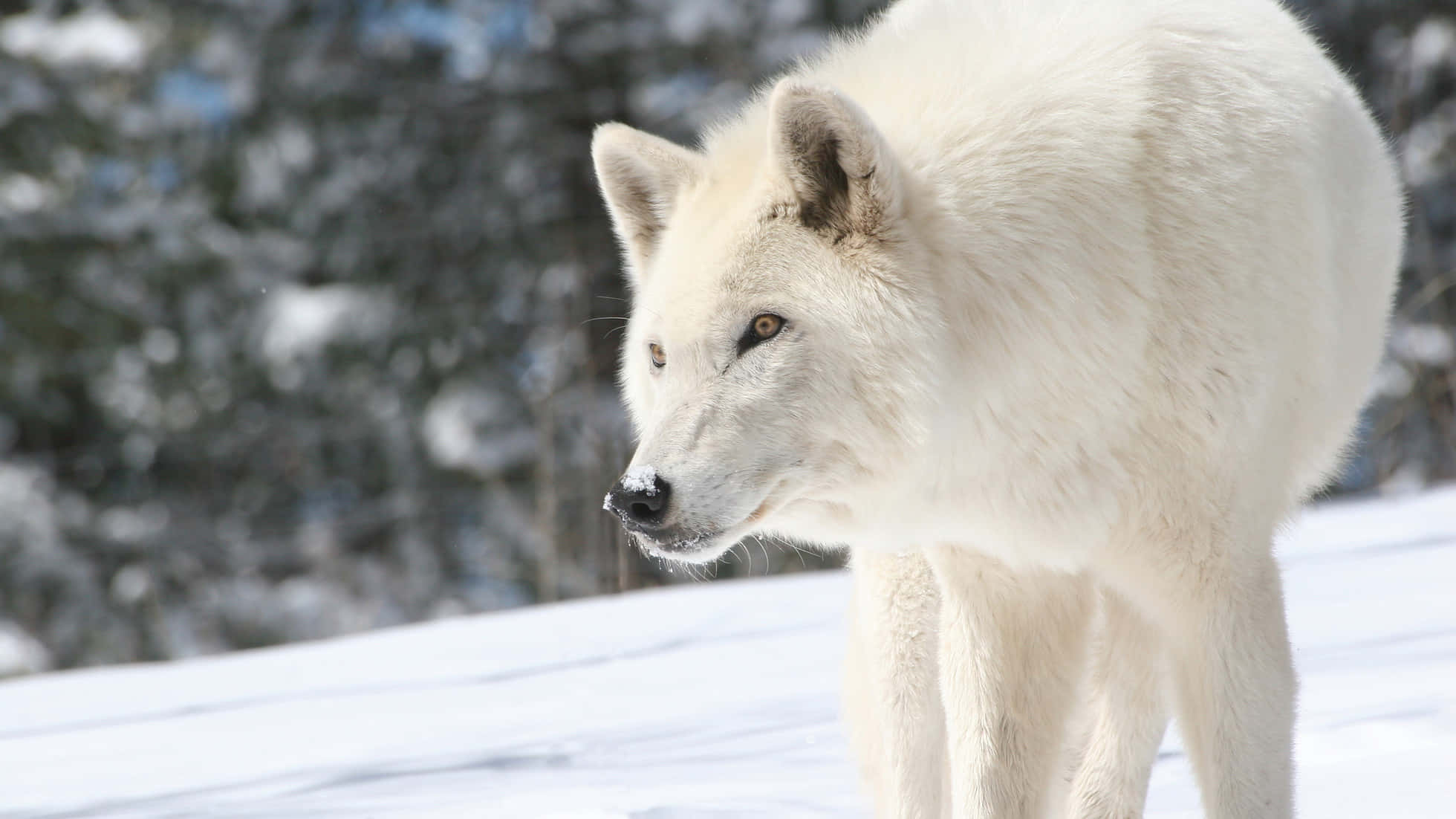 Wolf In Winter, 1960 x 1102, white wolf, Full HD Desktop Wallpaper