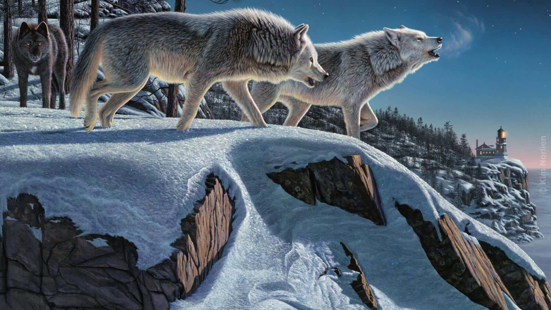 Wolf In Winter, snowy cliff, night, Full HD Desktop Wallpaper