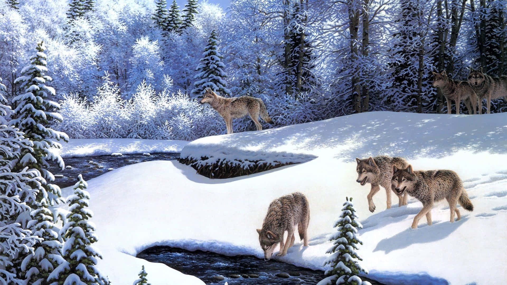 Wolf In Winter, snowy forest, winding stream, Full HD Desktop Wallpaper