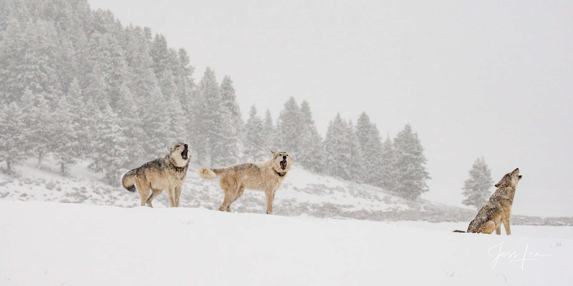 Wolf In Winter, 2000 x 1000, snowy hill, Full HD Desktop Wallpaper