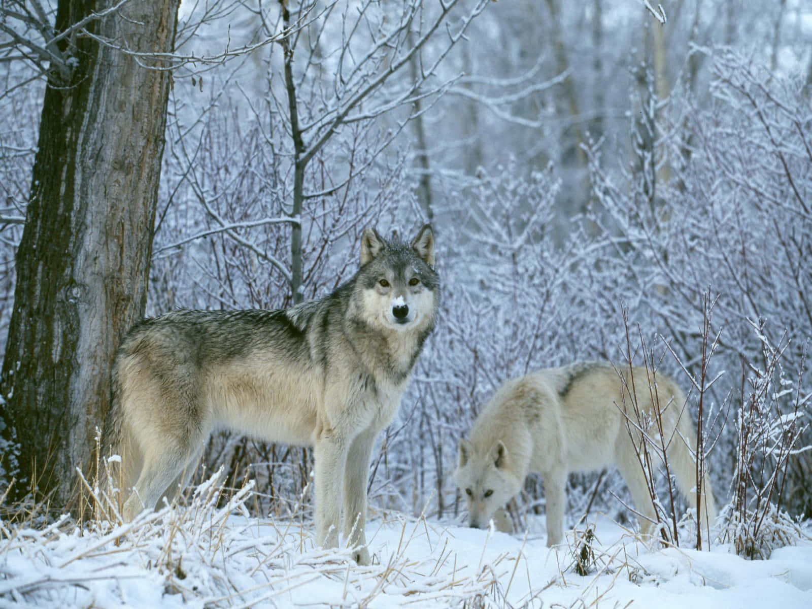 Wolf In Winter, snowy forest, bare trees, HD Desktop Wallpaper