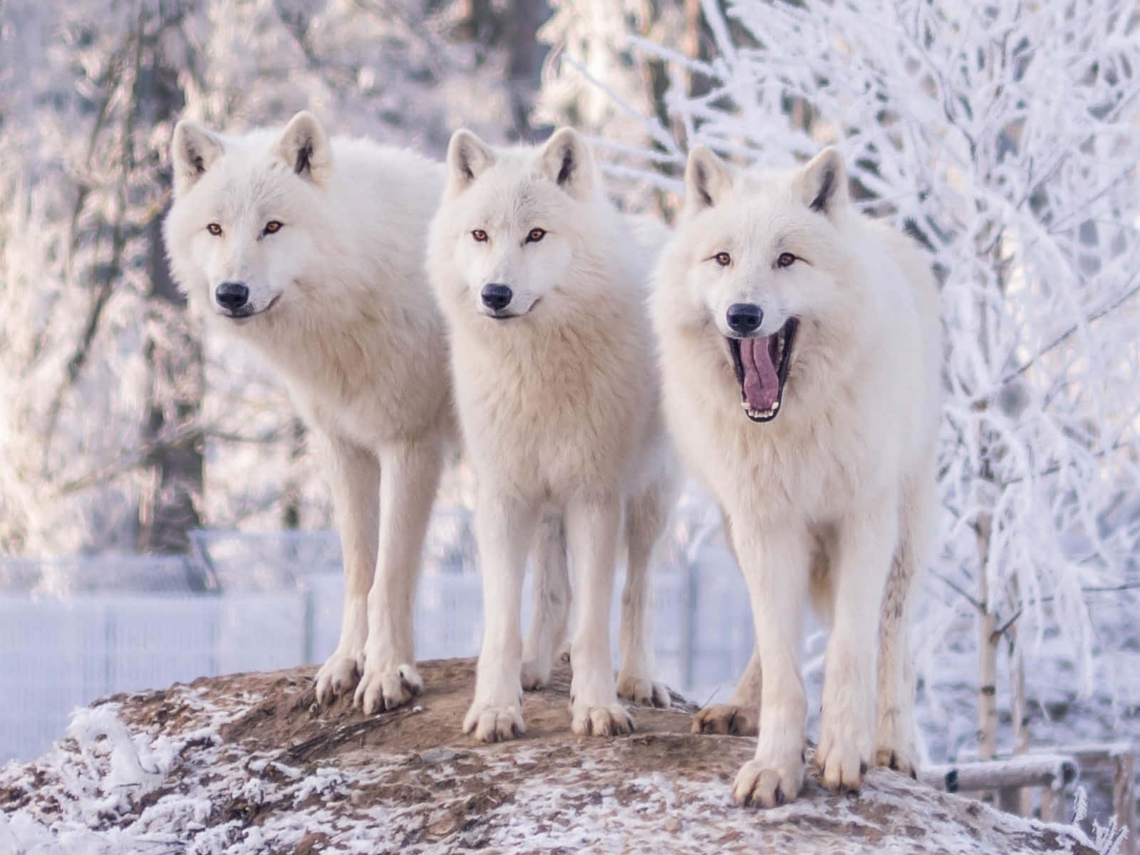 Wolf In Winter, white wolves, snowy winter forest, HD Desktop Wallpaper