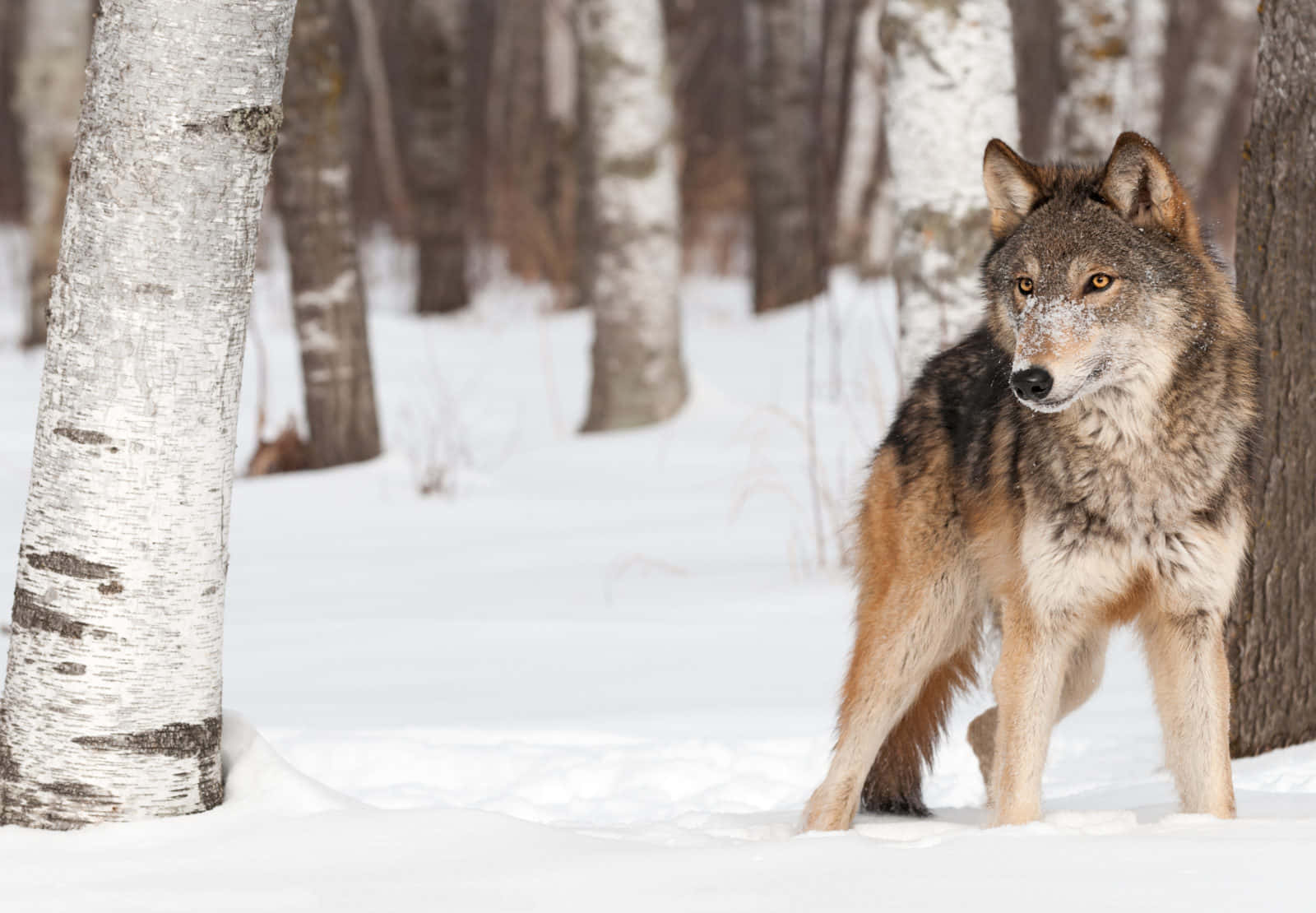 Wolf In Winter, snowy forest, birch trees, HD Desktop Wallpaper