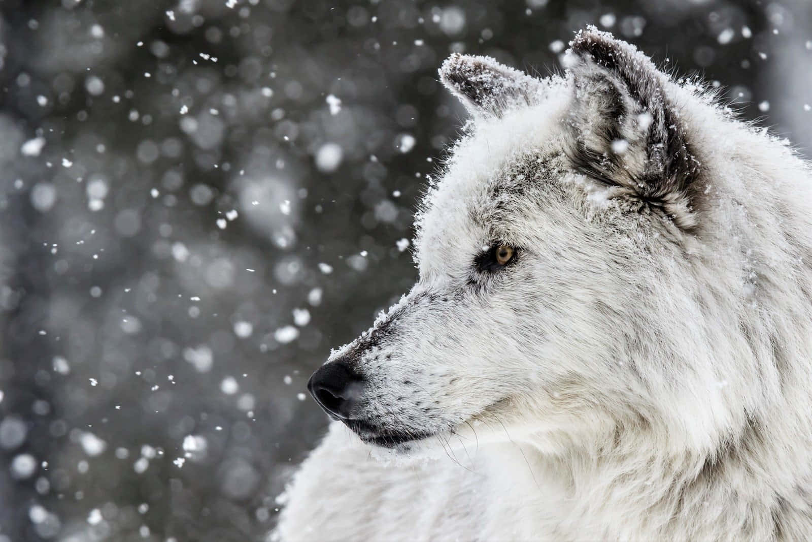 Wolf In Winter, white wolf, snow-dusted fur, HD Desktop Wallpaper