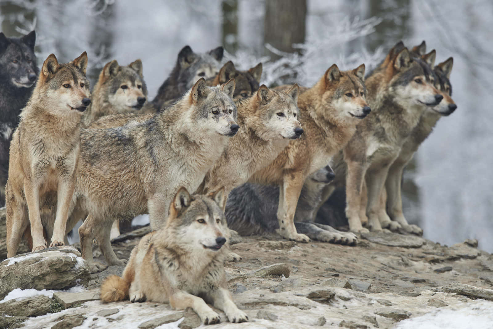 Wolf In Winter, snowy rocky outcrop, winter forest, HD Desktop Wallpaper