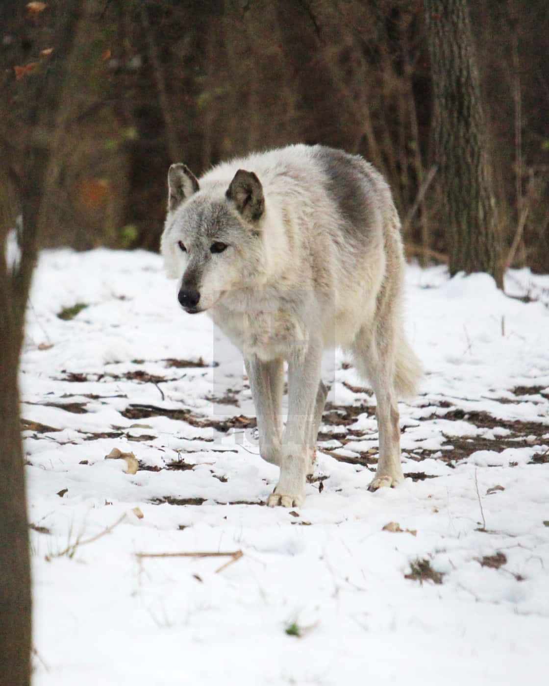 Wolf In Winter, gray wolf, snowy forest clearing, HD Phone Wallpaper
