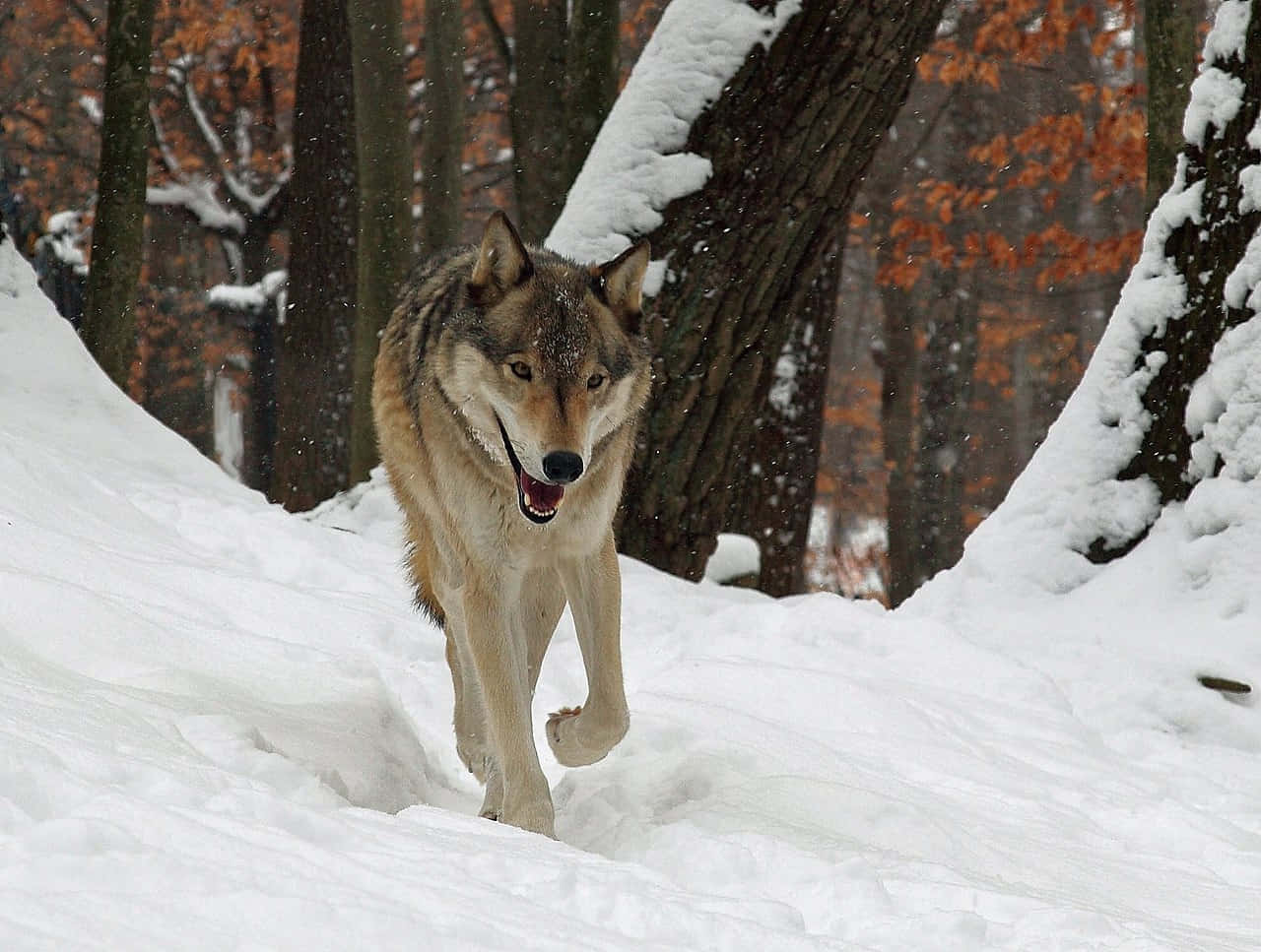 Wolf In Winter, snowy winter landscape, forest, HD Desktop Wallpaper