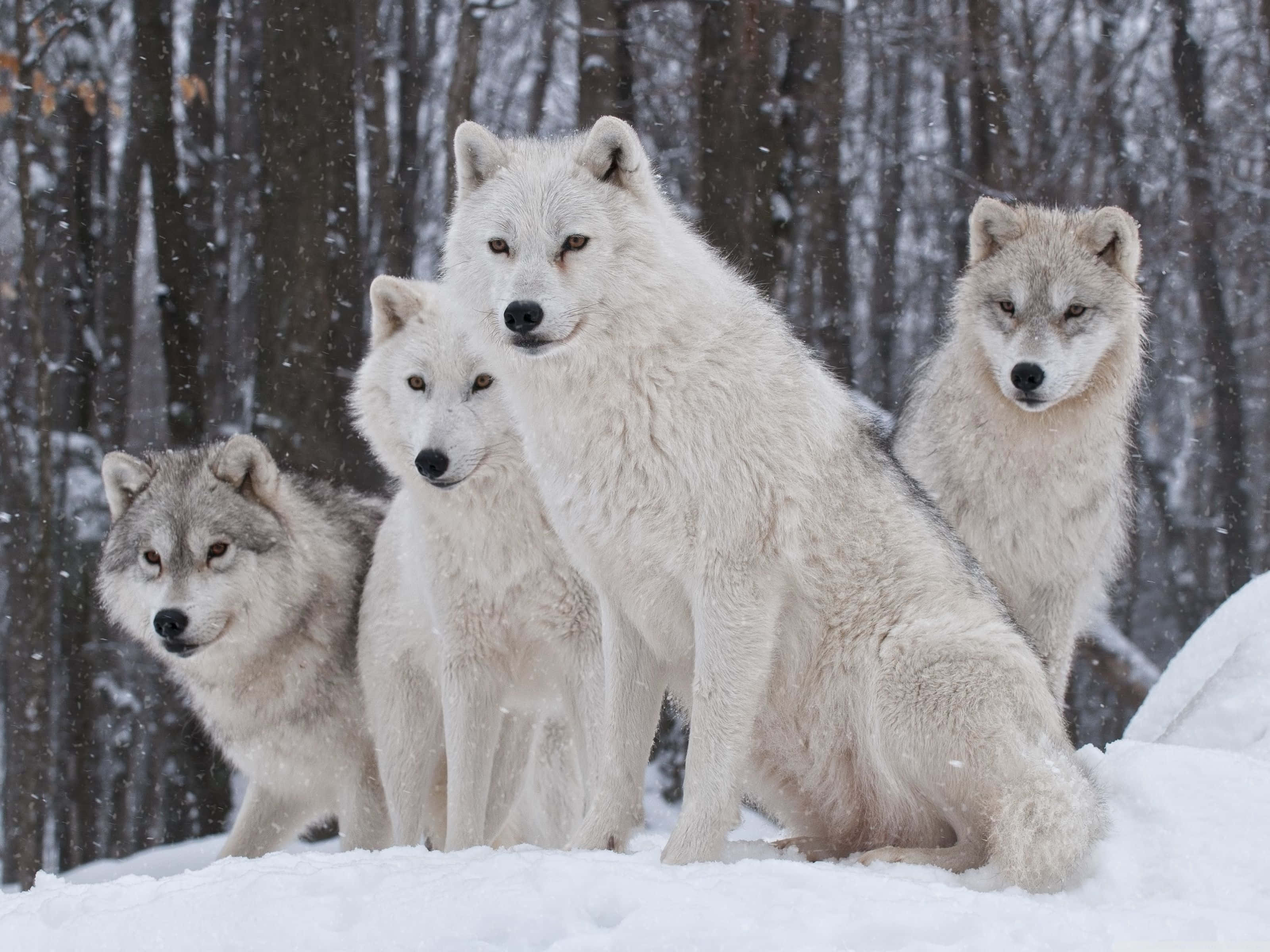 Wolf Pack, white and gray fur, snowy forest, 2K Desktop Wallpaper
