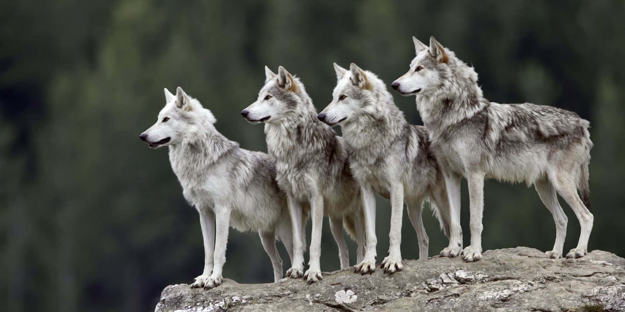 Wolf Pack, gray, rock formation, Full HD Desktop Wallpaper