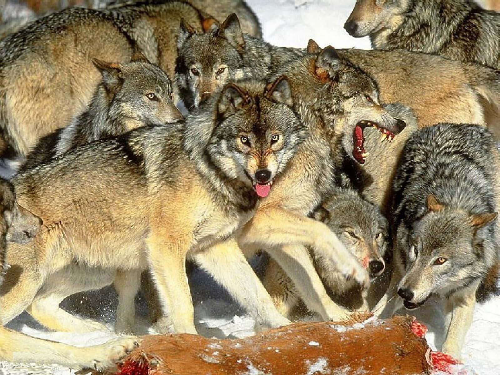 Wolf Pack, wolves, carcass, HD Desktop Wallpaper