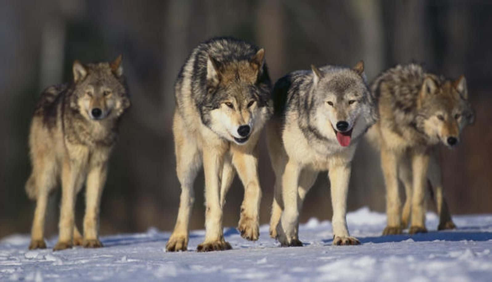 wolf pack, snowy forest floor, bright daylight, HD Desktop Wallpaper