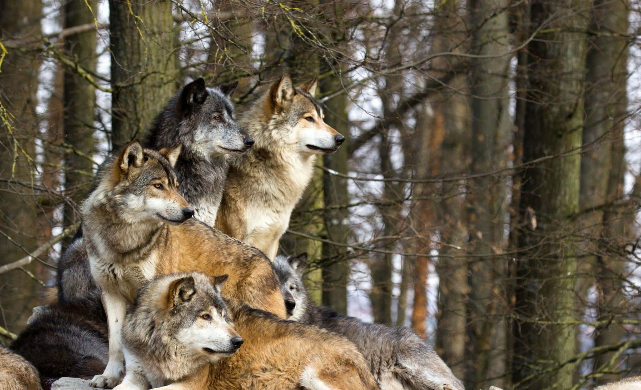 wolf pack, gray and brown coats, bare winter forest, Full HD Desktop Wallpaper