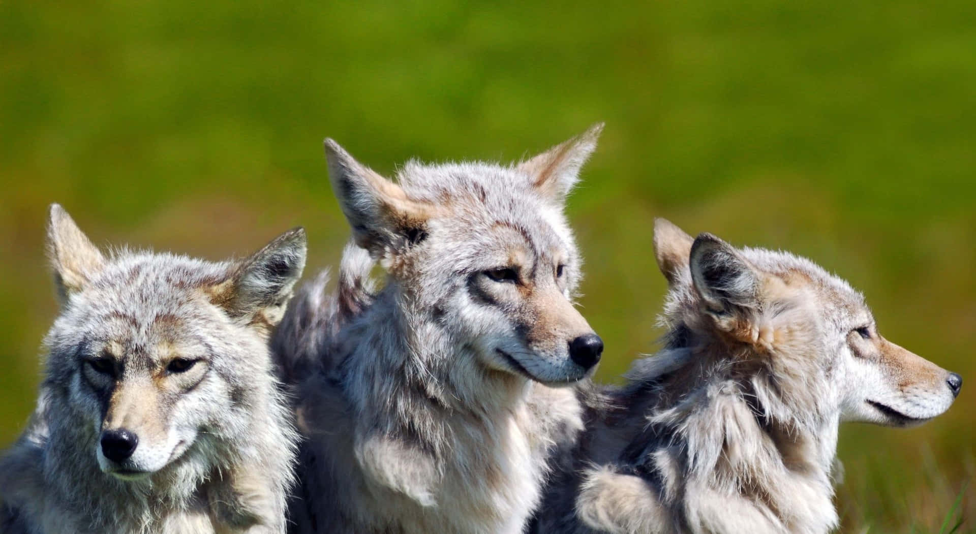 Wolf Pack, gray wolves, sunlit grassy field, Full HD Desktop Wallpaper