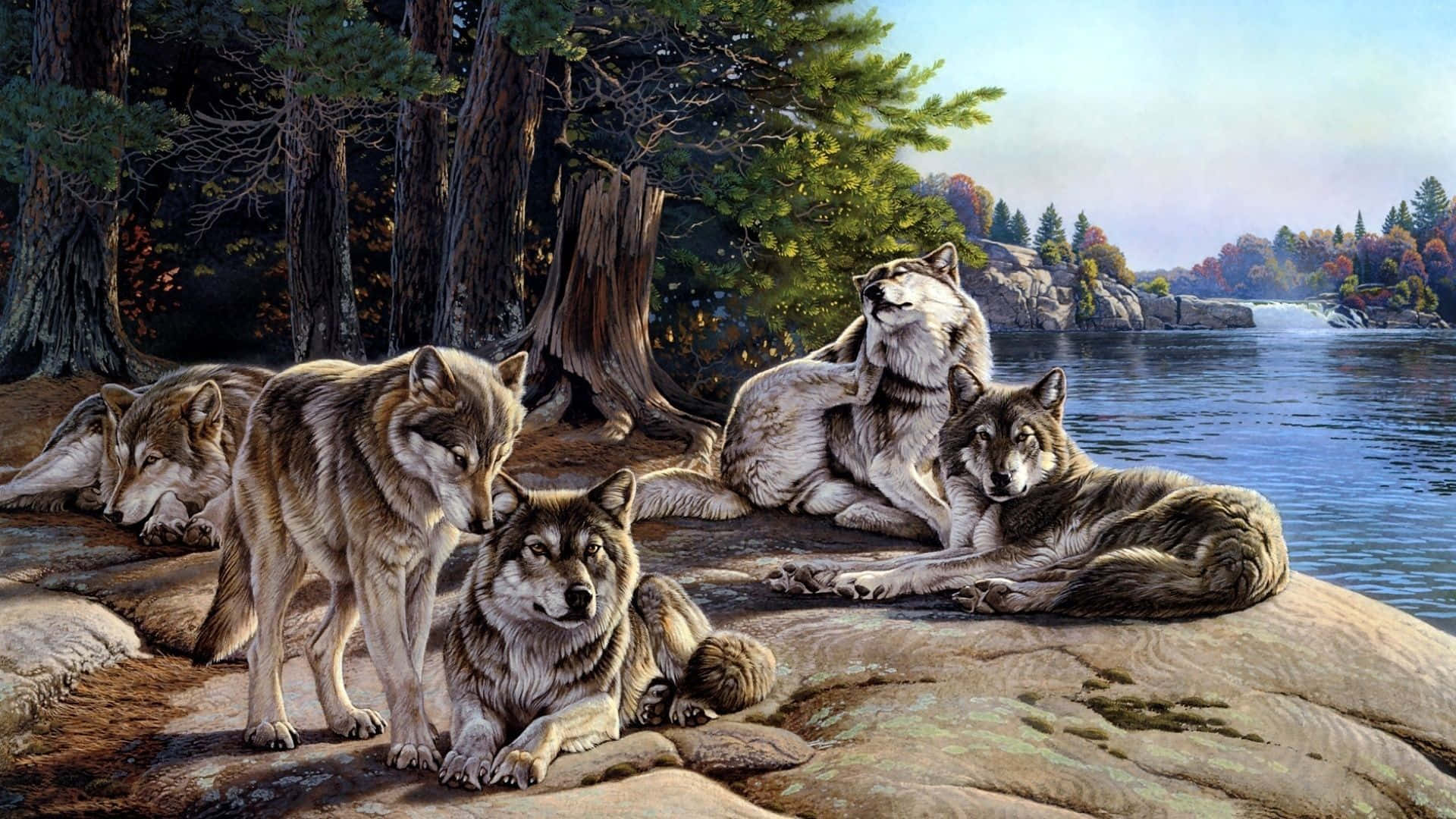 Wolf Pack, Lake, rocky lakeshore, Full HD Desktop Wallpaper