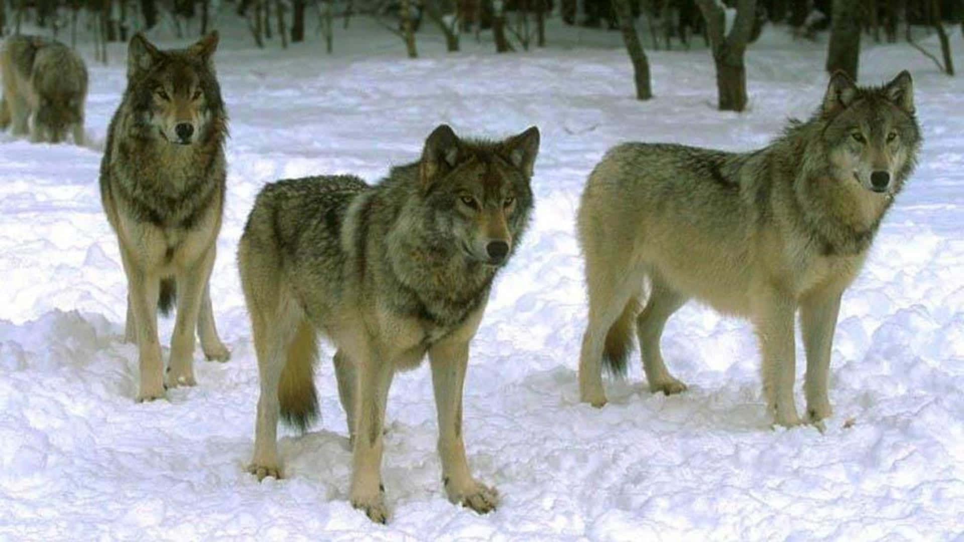 Wolf Pack, wolves, deep snow, Full HD Desktop Wallpaper