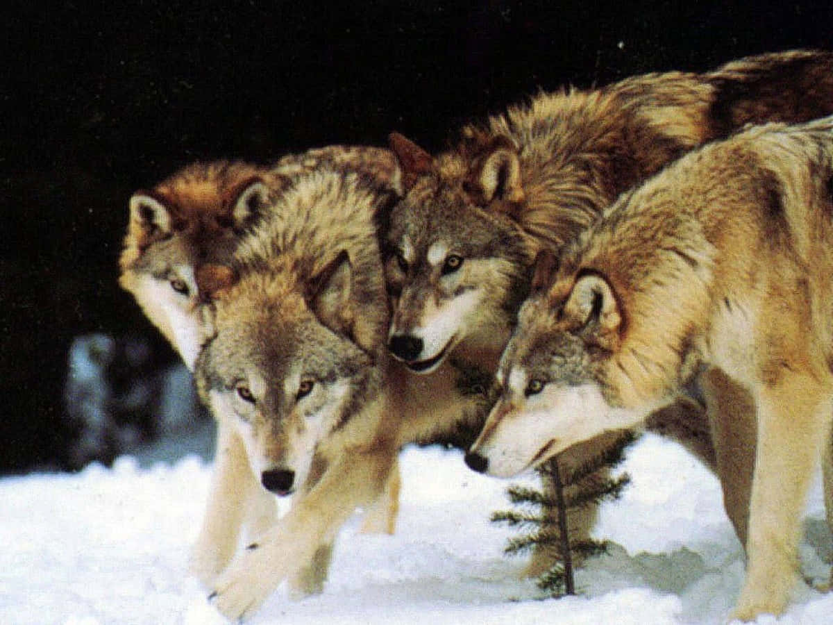 Wolf Pack, snow, deep snow, SD Desktop Wallpaper