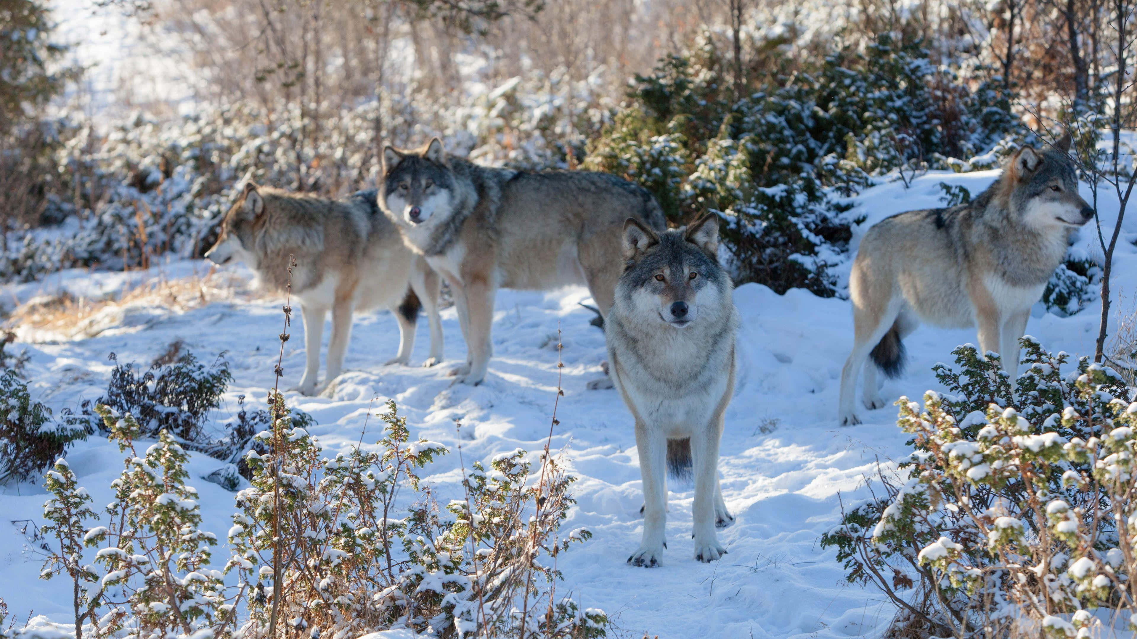 Wolf Pack, wolves, snowy winter forest, 4K Desktop Wallpaper