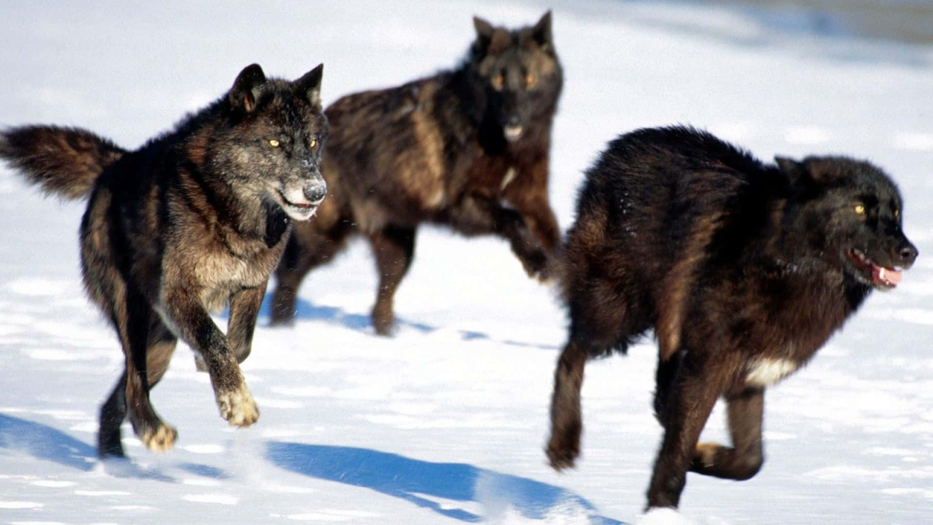 Wolf Pack, dark-furred wolves, bright snowy field, Full HD Desktop Wallpaper