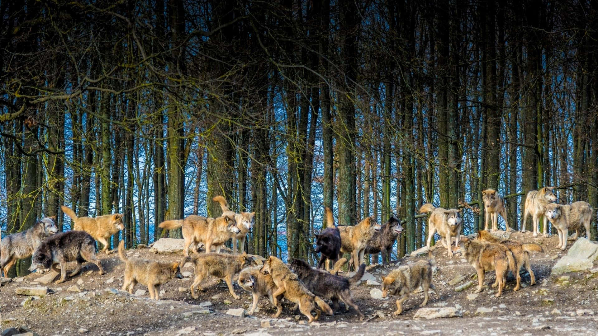 Wolf Pack, wolves, rocky forest clearing, Full HD Desktop Wallpaper