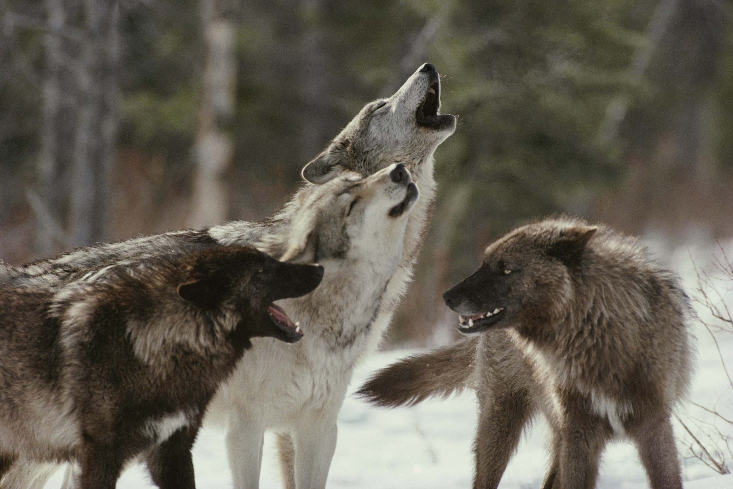 Wolf Pack, wolves, snowy forest, Full HD Desktop Wallpaper