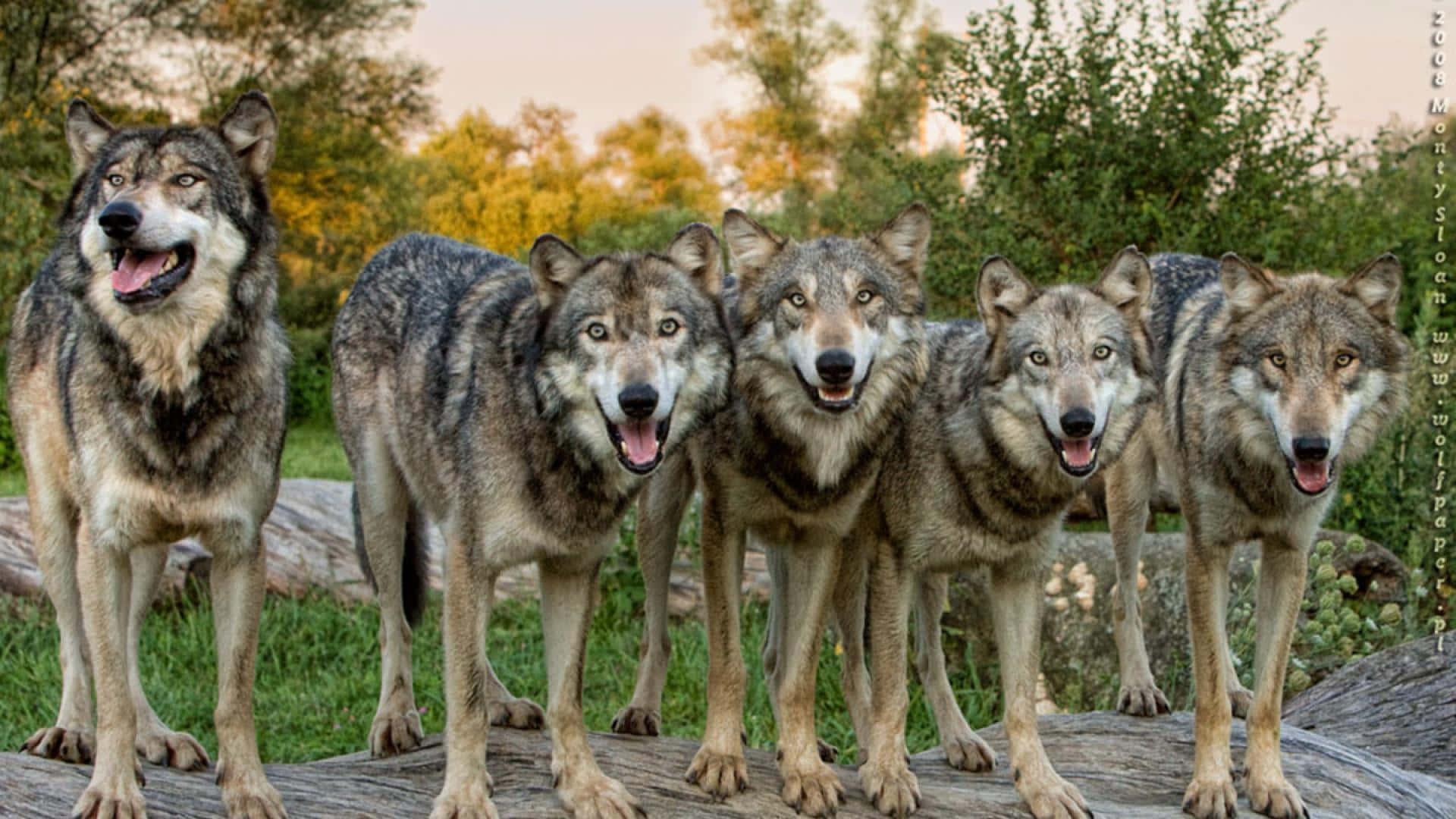 Wolf Pack, log, sunlit forest, Full HD Desktop Wallpaper
