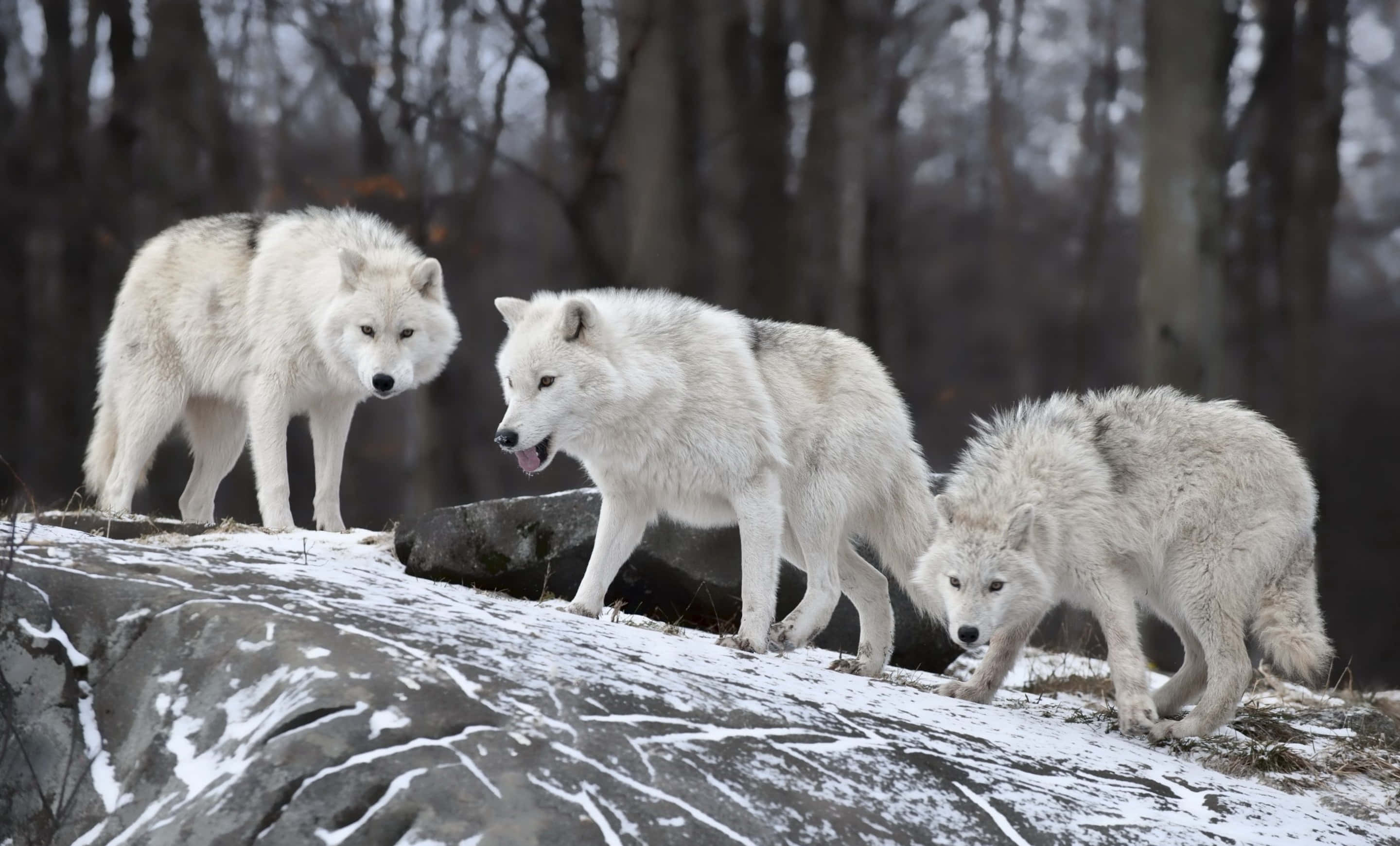 wolf pack, white wolves, snow-dusted rocky outcrop, 2K Desktop Wallpaper