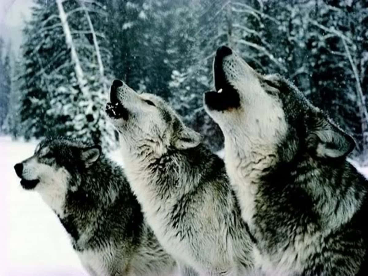Wolf Pack, howling, snowy forest, SD Desktop Wallpaper