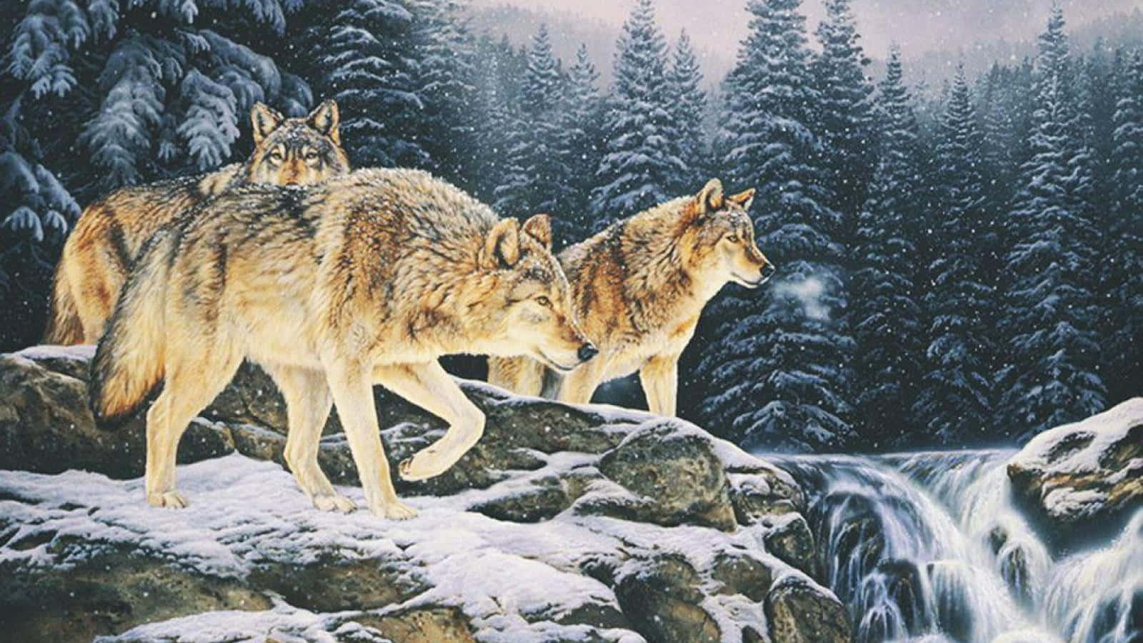 Wolf Pack, winter forest, snowy rocks, HD Desktop Wallpaper