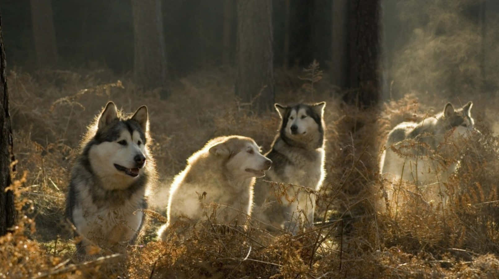 Wolf Pack, Forest, Sunset, HD Desktop Wallpaper